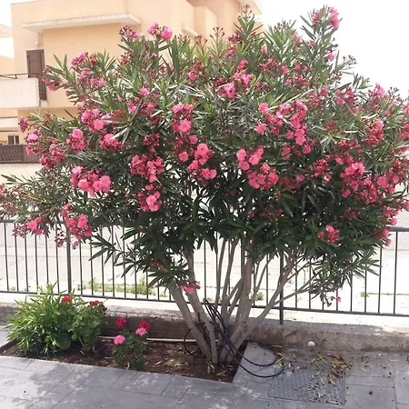 Themis Apartament Larnaca